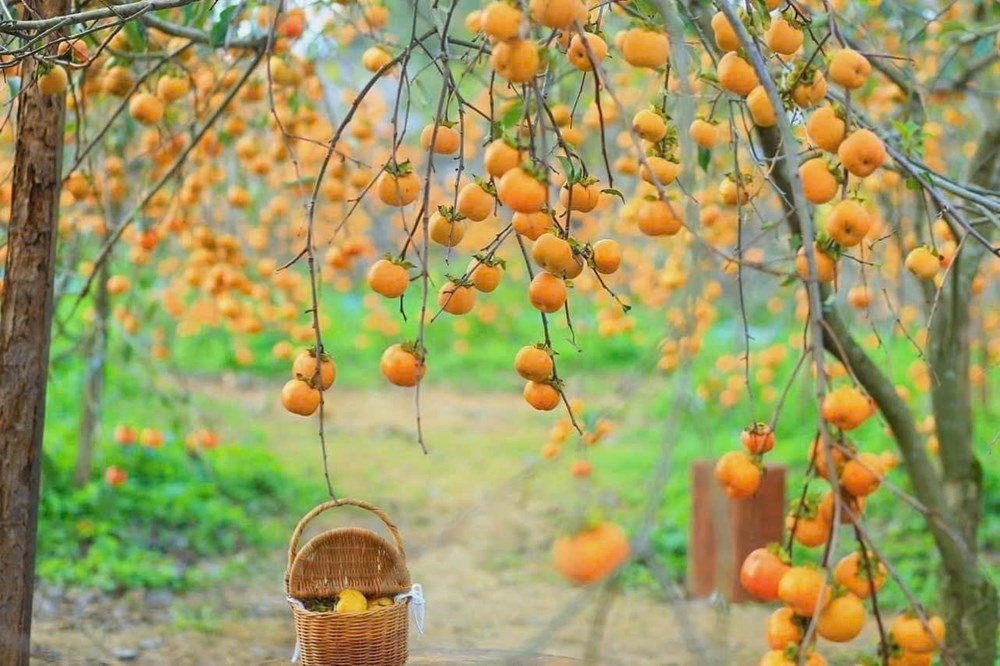 Sắc thu nồng nàn Mộc Châu - Sơn La: Thác mây, vườn hồng đậm vị cao nguyên