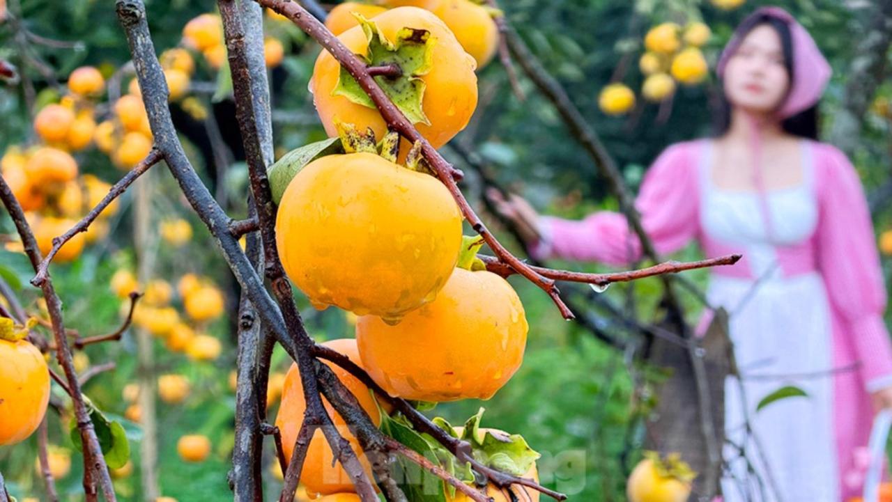 Mộc Châu mùa hồng chín, ai đến cũng ngẩn ngơ- Ảnh 19.