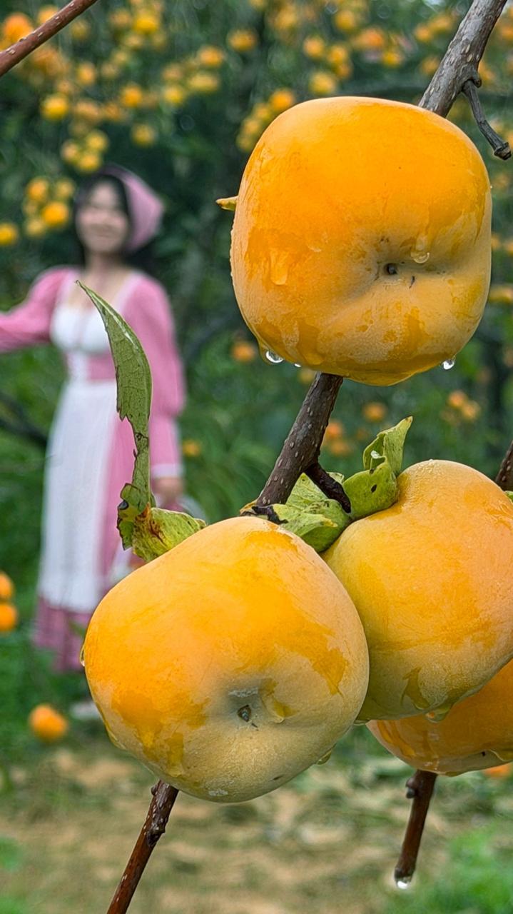 Mộc Châu mùa hồng chín, ai đến cũng ngẩn ngơ- Ảnh 2.