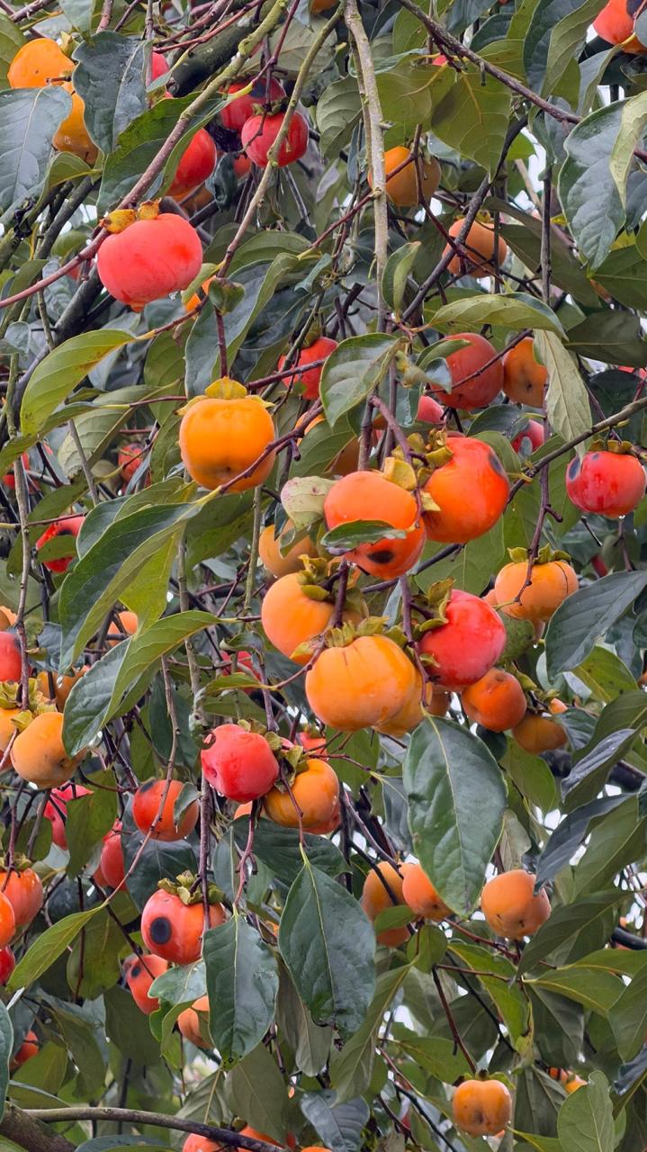 Mộc Châu mùa hồng chín, ai đến cũng ngẩn ngơ- Ảnh 3.