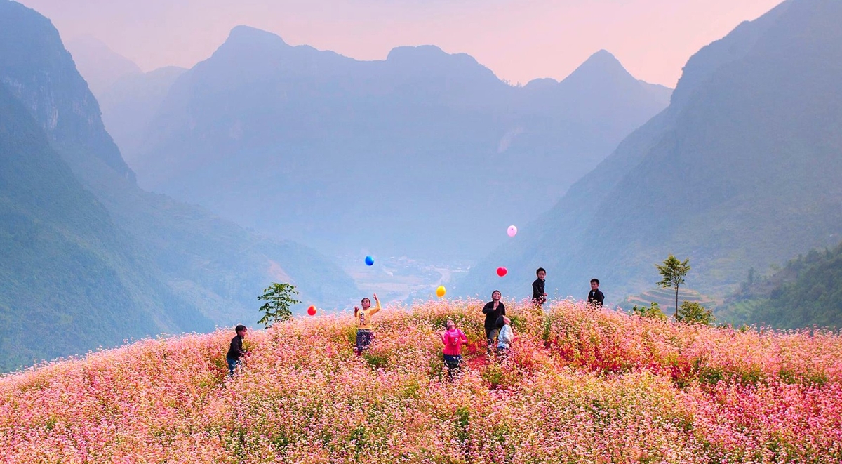 Mùa Hoa Tam Giác Mạch Hà Giang – Sắc Hồng Giữa Núi Rừng Đông Bắc - Thế Sinh Tourism - Sinh Cafe