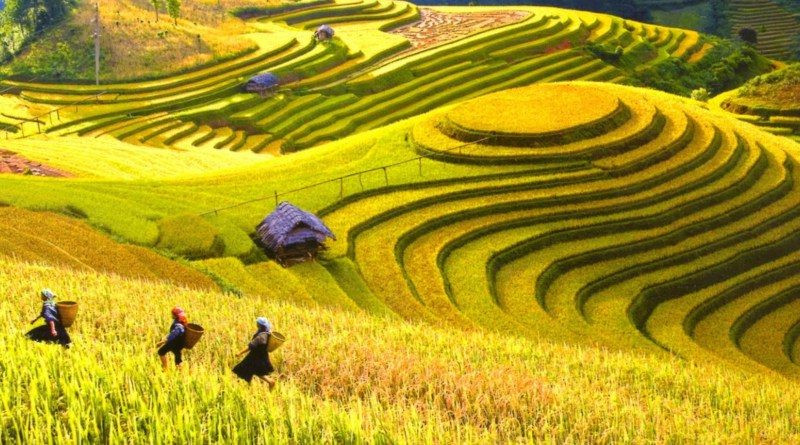 Du lịch Tây Bắc| Tour Mù Cang Chải mùa lúa chín 3N2Đ