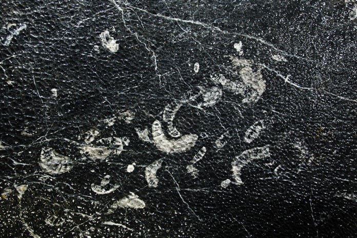 Hành lang hoá thạch (ảnh Oxalis)