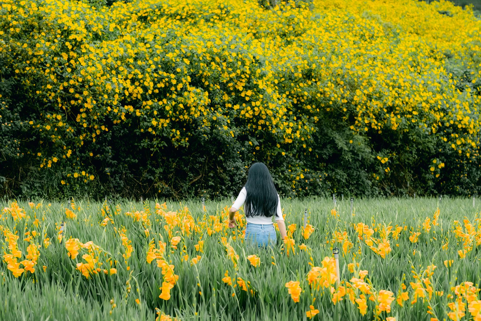 Mùa hoa dã quỳ ở Đà Lạt đẹp đến ngỡ ngàng, phủ kín màu sắc rực rỡ cả triền  đồi - TM TRAVEL