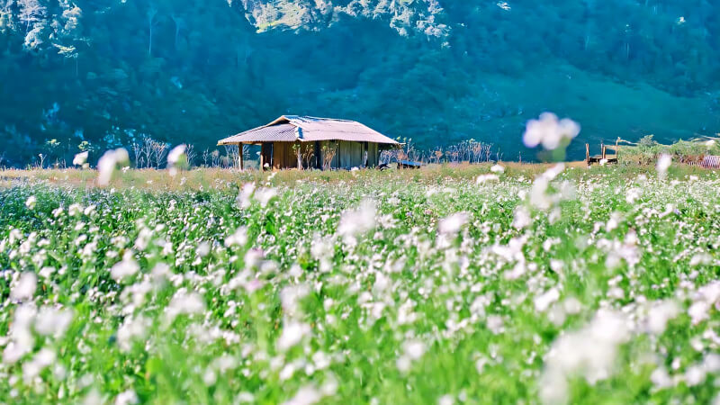 Mộc Châu là một điểm du lịch tuyệt vời cho những ai muốn khám phá vẻ đẹp của vùng Tây Bắc