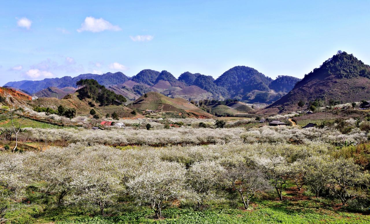 Chiêm ngưỡng rừng hoa mận phủ trắng khắp cao nguyên Mộc Châu