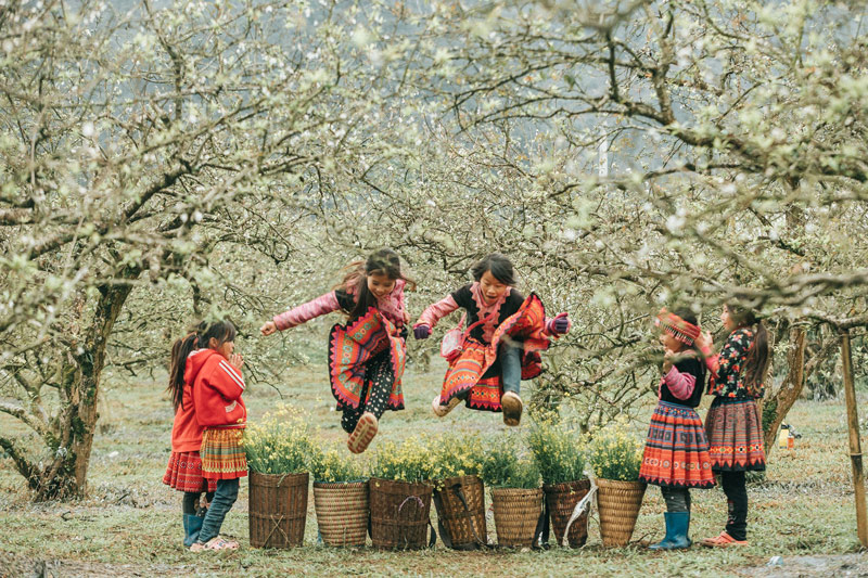 Review mùa hoa mận Mộc Châu đẹp say đắm lòng 4