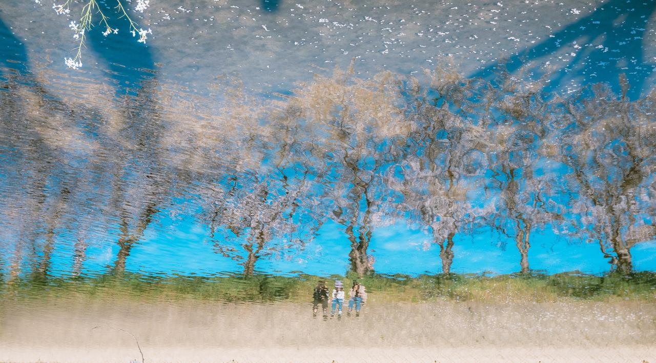 20 bức ảnh hoa anh đào tuyệt đẹp từ nhiếp ảnh gia Việt, một khi đã xem là “luỵ” không thoát ra được- Ảnh 2.