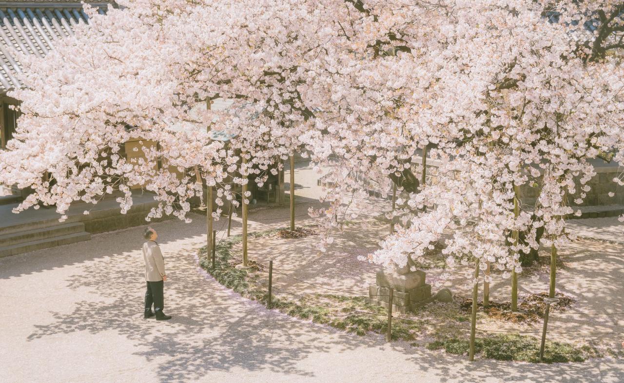 20 bức ảnh hoa anh đào tuyệt đẹp từ nhiếp ảnh gia Việt, một khi đã xem là “luỵ” không thoát ra được- Ảnh 3.