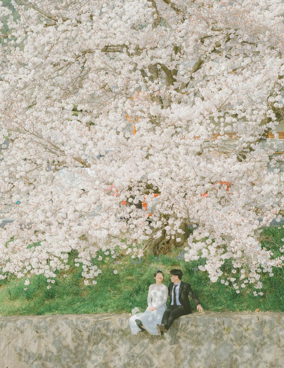 20 bức ảnh hoa anh đào tuyệt đẹp từ nhiếp ảnh gia Việt, một khi đã xem là “luỵ” không thoát ra được- Ảnh 7.