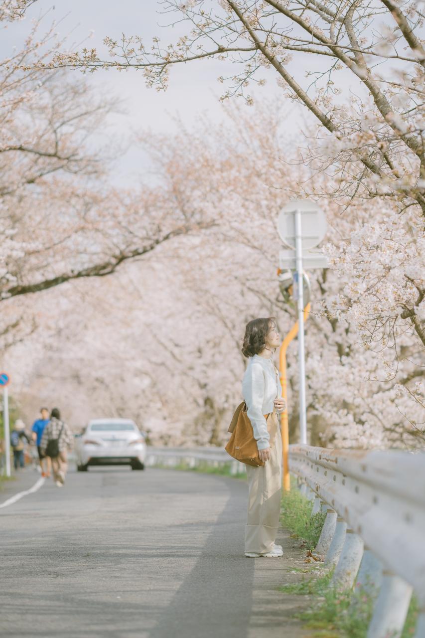 20 bức ảnh hoa anh đào tuyệt đẹp từ nhiếp ảnh gia Việt, một khi đã xem là “luỵ” không thoát ra được- Ảnh 8.