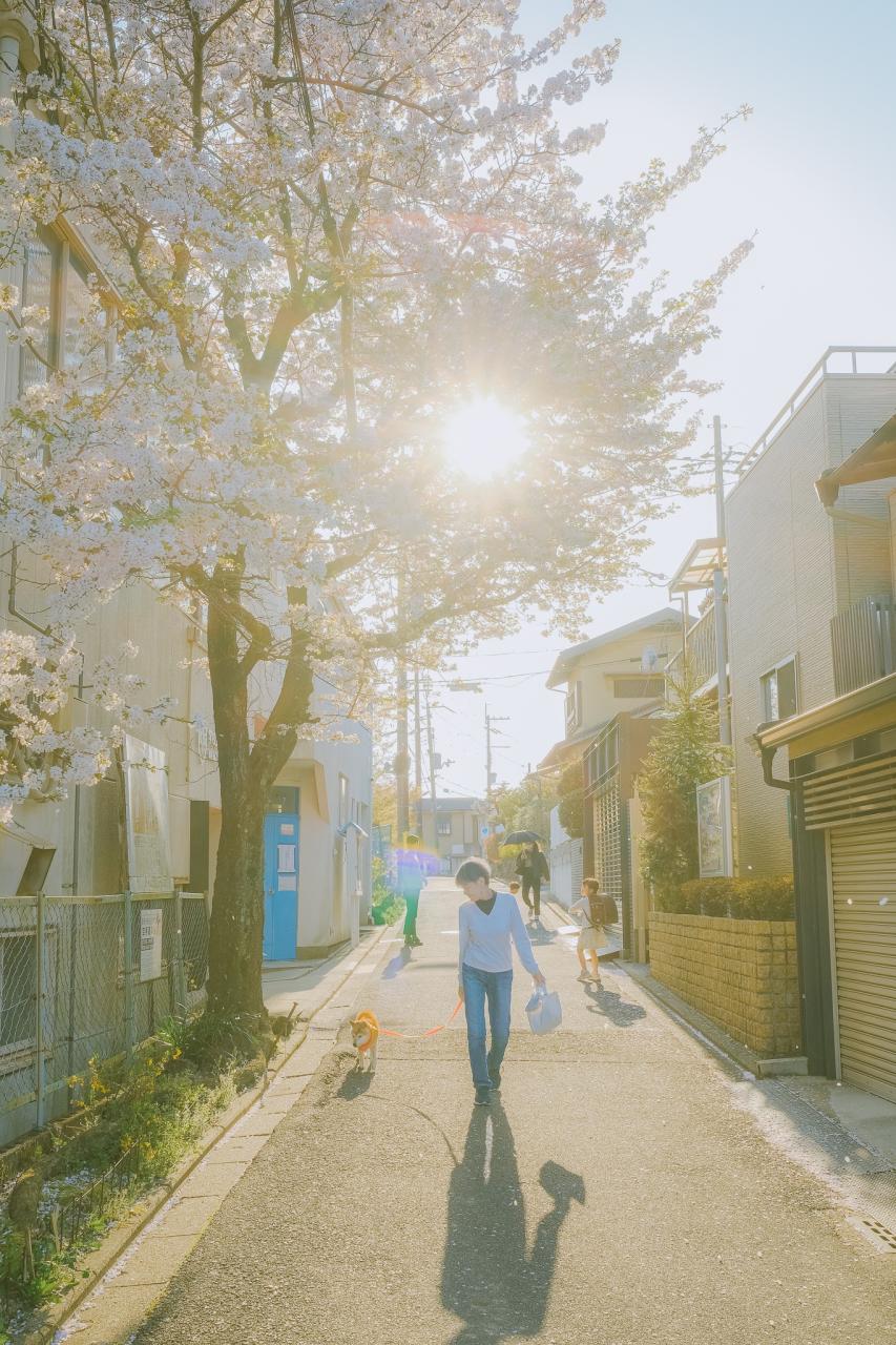 20 bức ảnh hoa anh đào tuyệt đẹp từ nhiếp ảnh gia Việt, một khi đã xem là “luỵ” không thoát ra được- Ảnh 11.