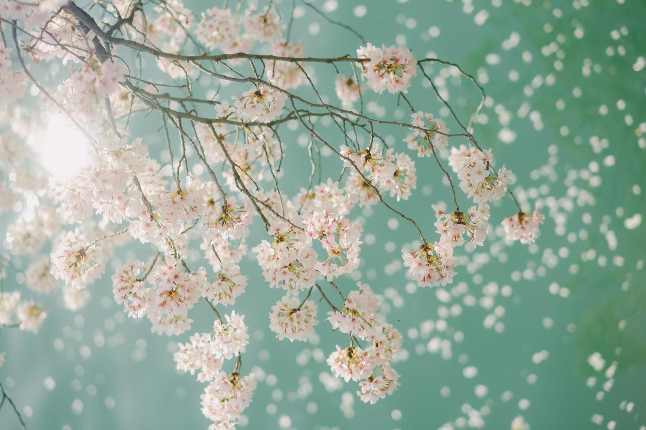 20 bức ảnh hoa anh đào tuyệt đẹp từ nhiếp ảnh gia Việt, một khi đã xem là “luỵ” không thoát ra được- Ảnh 9.