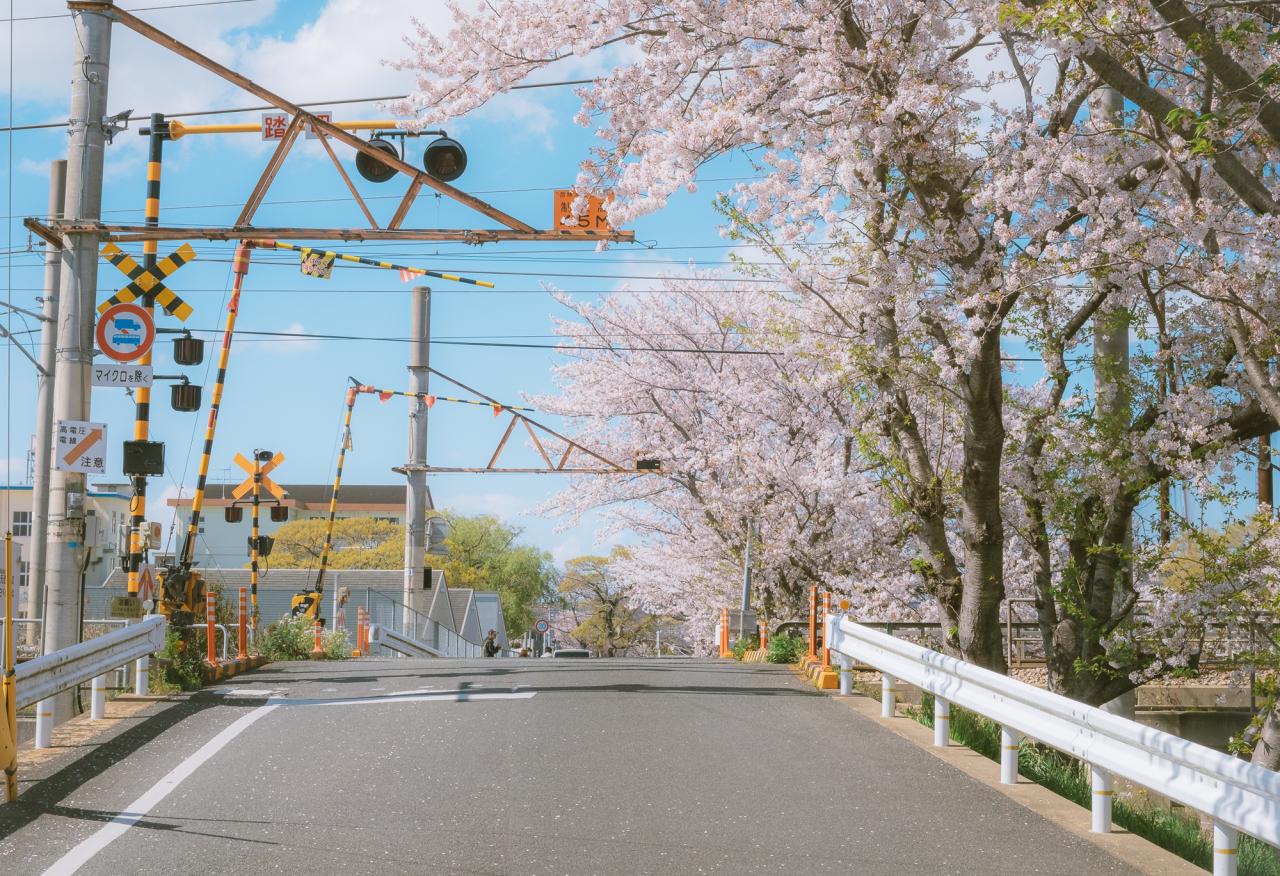 20 bức ảnh hoa anh đào tuyệt đẹp từ nhiếp ảnh gia Việt, một khi đã xem là “luỵ” không thoát ra được- Ảnh 4.