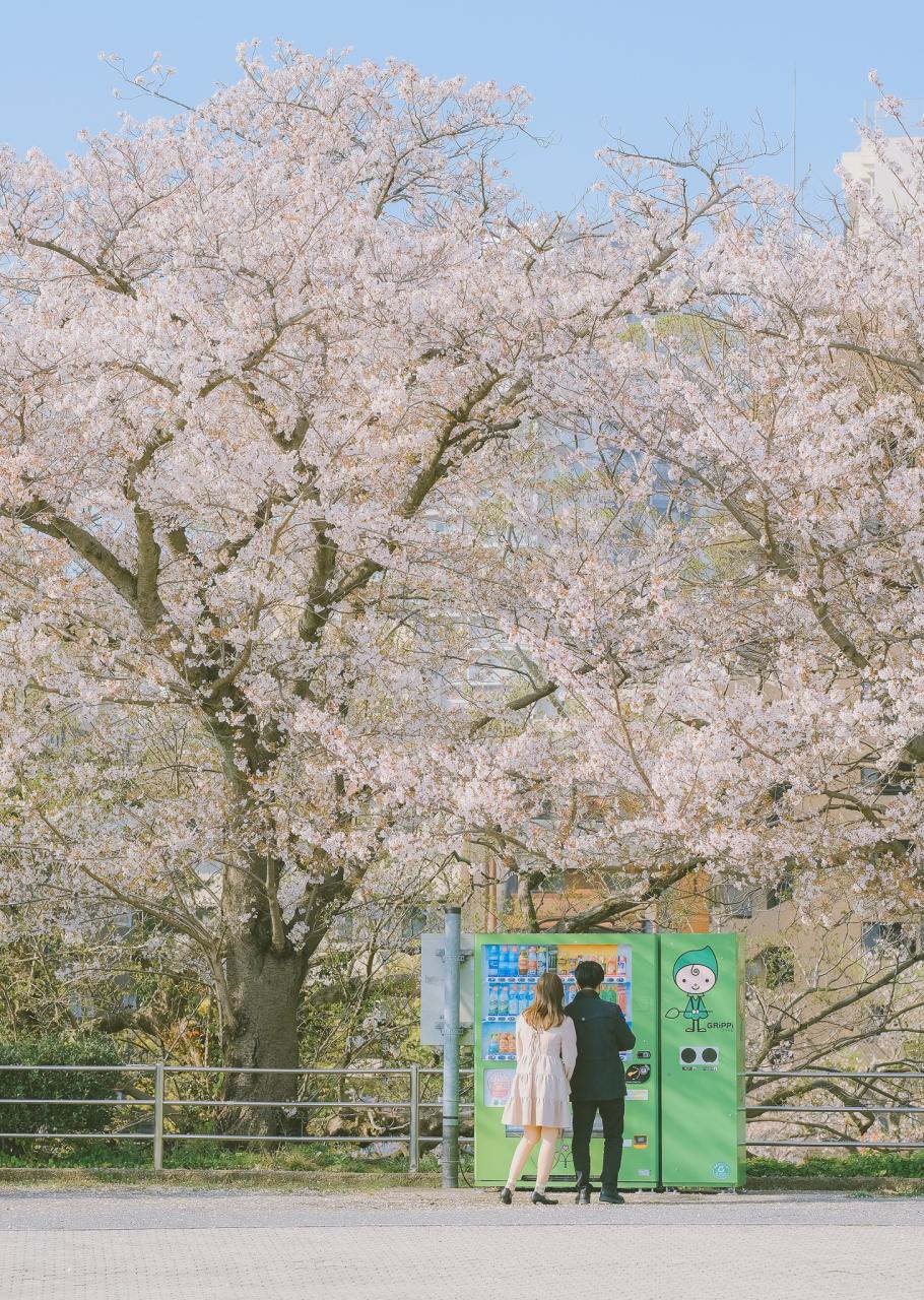 20 bức ảnh hoa anh đào tuyệt đẹp từ nhiếp ảnh gia Việt, một khi đã xem là “luỵ” không thoát ra được- Ảnh 14.