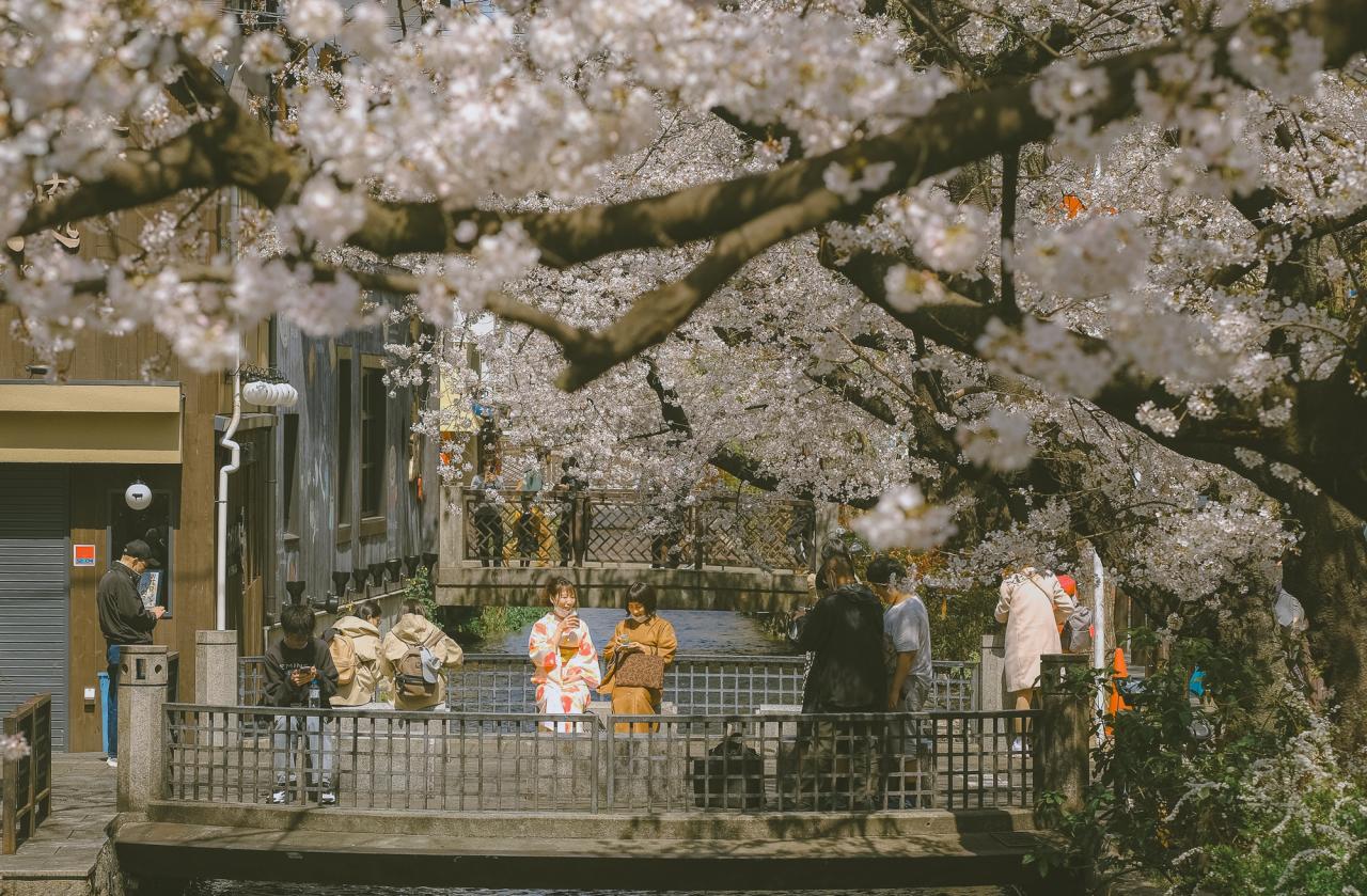 20 bức ảnh hoa anh đào tuyệt đẹp từ nhiếp ảnh gia Việt, một khi đã xem là “luỵ” không thoát ra được- Ảnh 18.