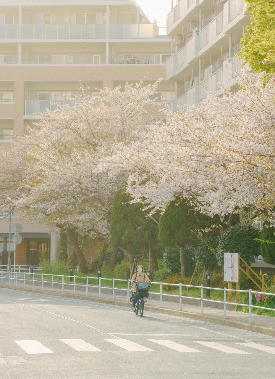 20 bức ảnh hoa anh đào tuyệt đẹp từ nhiếp ảnh gia Việt, một khi đã xem là “luỵ” không thoát ra được- Ảnh 15.