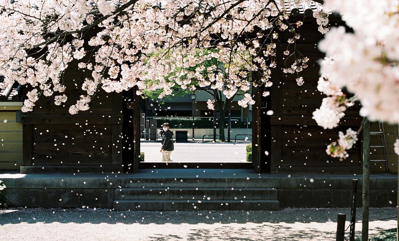 20 bức ảnh hoa anh đào tuyệt đẹp từ nhiếp ảnh gia Việt, một khi đã xem là “luỵ” không thoát ra được- Ảnh 1.