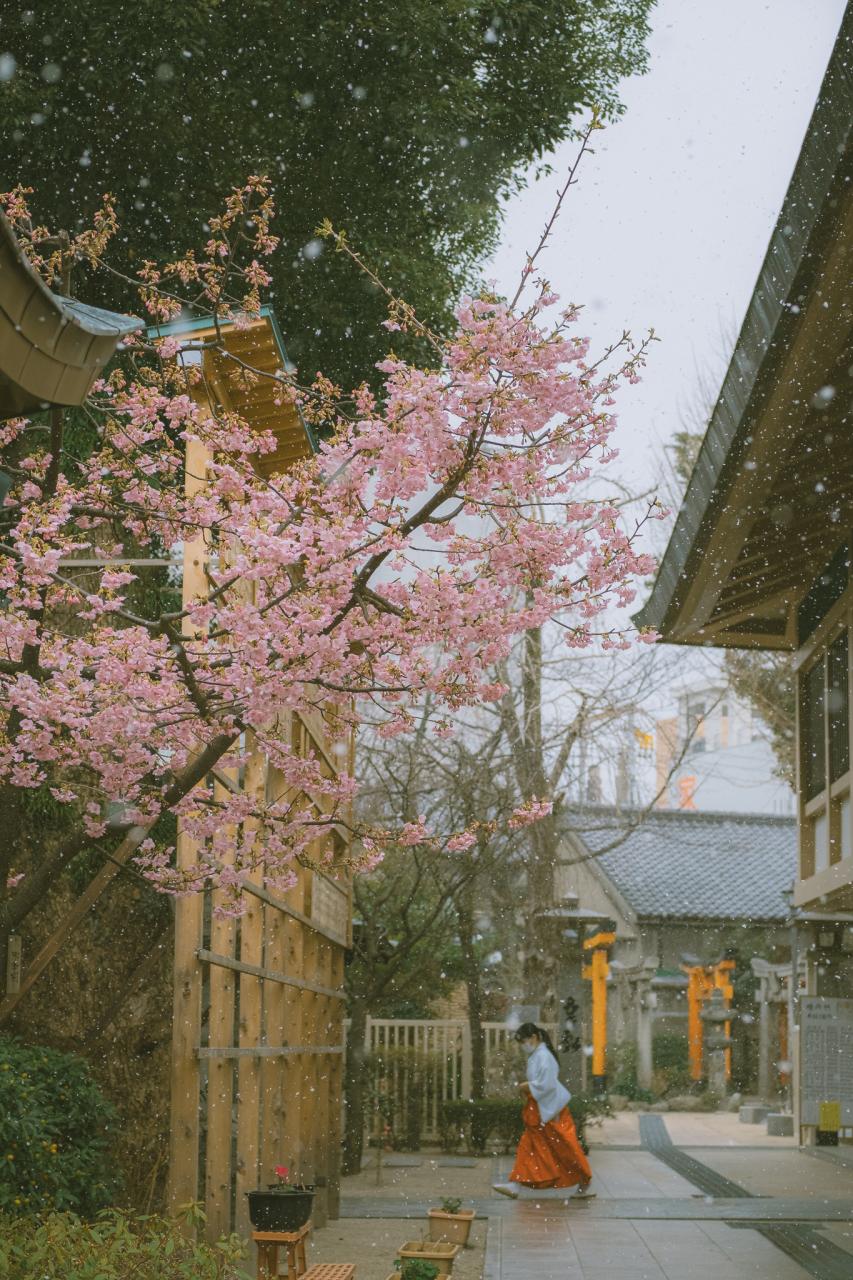 20 bức ảnh hoa anh đào tuyệt đẹp từ nhiếp ảnh gia Việt, một khi đã xem là “luỵ” không thoát ra được- Ảnh 16.