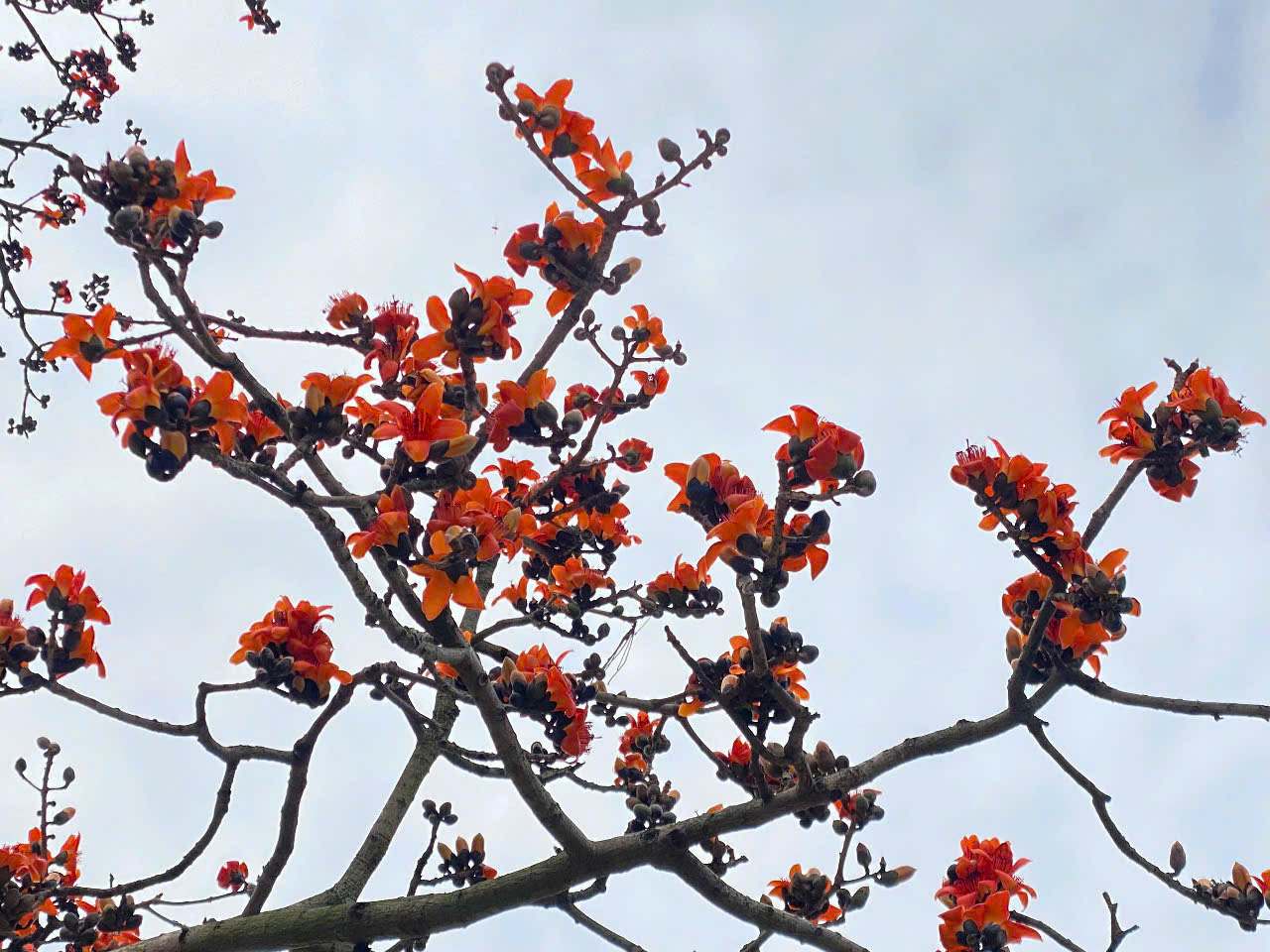 Cứ vào tháng ba hàng năm, hoa gạo lại nở đỏ ối cả góc trời, tựa như thắp lửa để chào mùa hè rực rỡ. Vẻ đẹp của cây gạo miếu bà Cô cổ kính, độc đáo mà cũng giản dị. Đứng dưới tán hoa chốc lại nghe tiếng hoa rơi “lộp độp“, người dân và du khách được chiêm ngưỡng khung cảnh làng quê thanh bình, xanh mơn mởn mạ non mới cấy cạnh dòng sông Thương yên ả, lững lờ chảy.