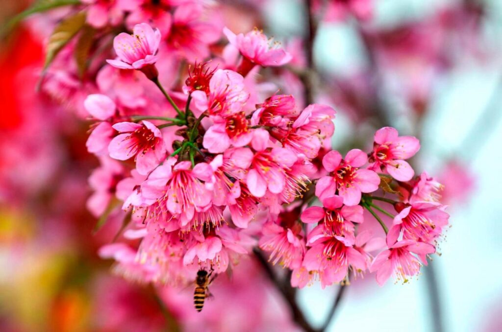 Hoa Tớ dày Mù Cang Chải -