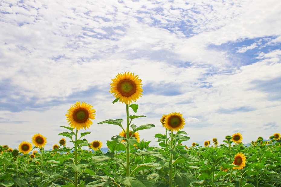 Mê mẩn với cánh đồng hoa hướng dương tại Quảng Nam