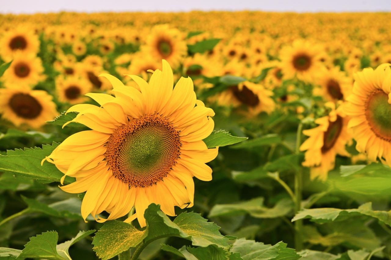Cánh đồng hướng dương của trang trại TH mở cửa đón khách tham quan từ 16/12/2025- Ảnh 3.