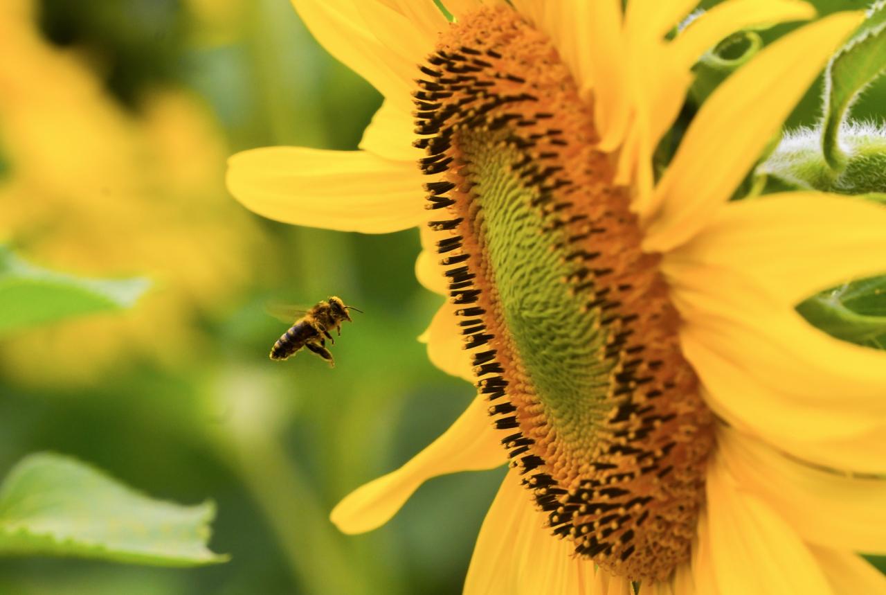 Cánh đồng hướng dương của trang trại TH mở cửa đón khách tham quan từ 16/12/2025- Ảnh 4.