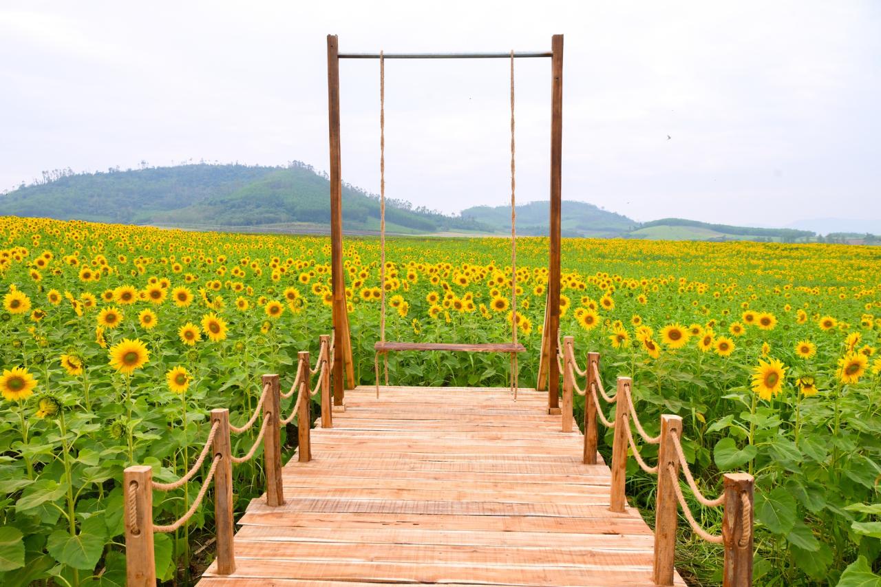 Cánh đồng hướng dương của trang trại TH mở cửa đón khách tham quan từ 16/12/2025- Ảnh 5.