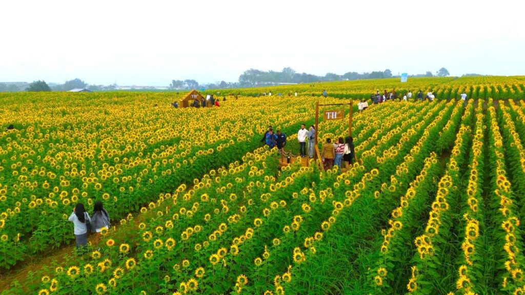 Bạn trẻ check-in ‘biển hoa mặt trời’ lớn nhất Việt Nam- Ảnh 1.