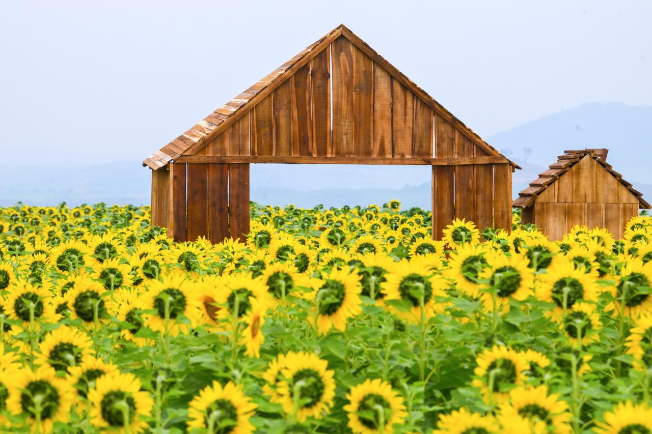 Cánh đồng hướng dương của trang trại TH mở cửa đón khách tham quan từ 16/12/2025- Ảnh 6.