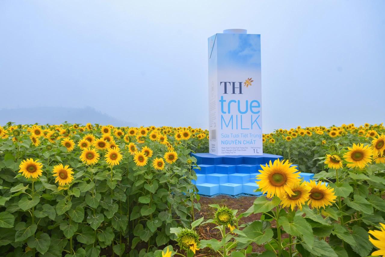 Cánh đồng hướng dương của trang trại TH mở cửa đón khách tham quan từ 16/12/2025- Ảnh 7.