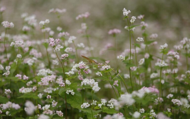 Sắc hồng mơ mộng của Tây Bắc.