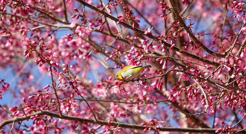 Loài hoa báo Tết của người H'Mông bung nở khắp núi rừng- Ảnh 3.