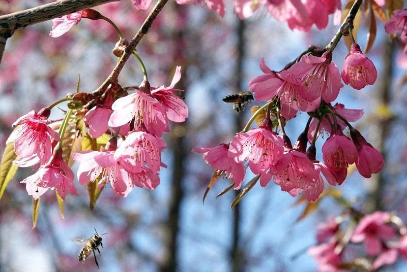 Loài hoa báo Tết của người H'Mông bung nở khắp núi rừng- Ảnh 4.